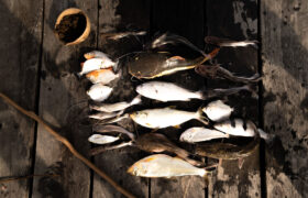 Nguewane: la pesca en tiempos de cambio en el Amazonas