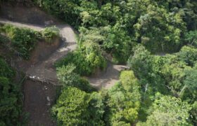 Una carretera para romper el bosque