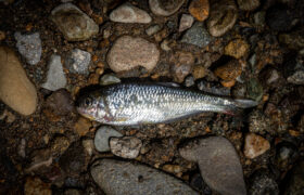 El proyecto que podría dejar sin agua a la quebrada San José en Risaralda