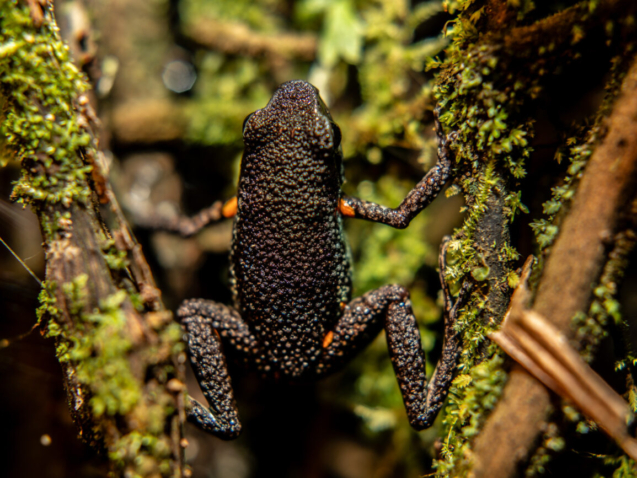 Dorso de la Ameerega ingerí. San José del Fragua, Caquetá, Colombia. Foto: Dahian Cifuentes