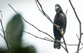 Protegido: El privilegio de vivir con las grandes rapaces del nordeste antioqueño