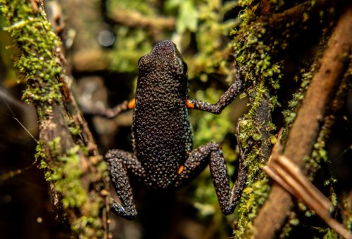 Dorso de la Ameerega ingerí. San José del Fragua, Caquetá, Colombia. Foto: Dahian Cifuentes
