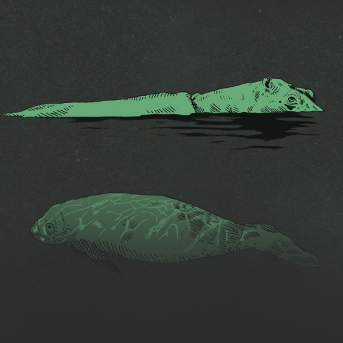 portada caudal